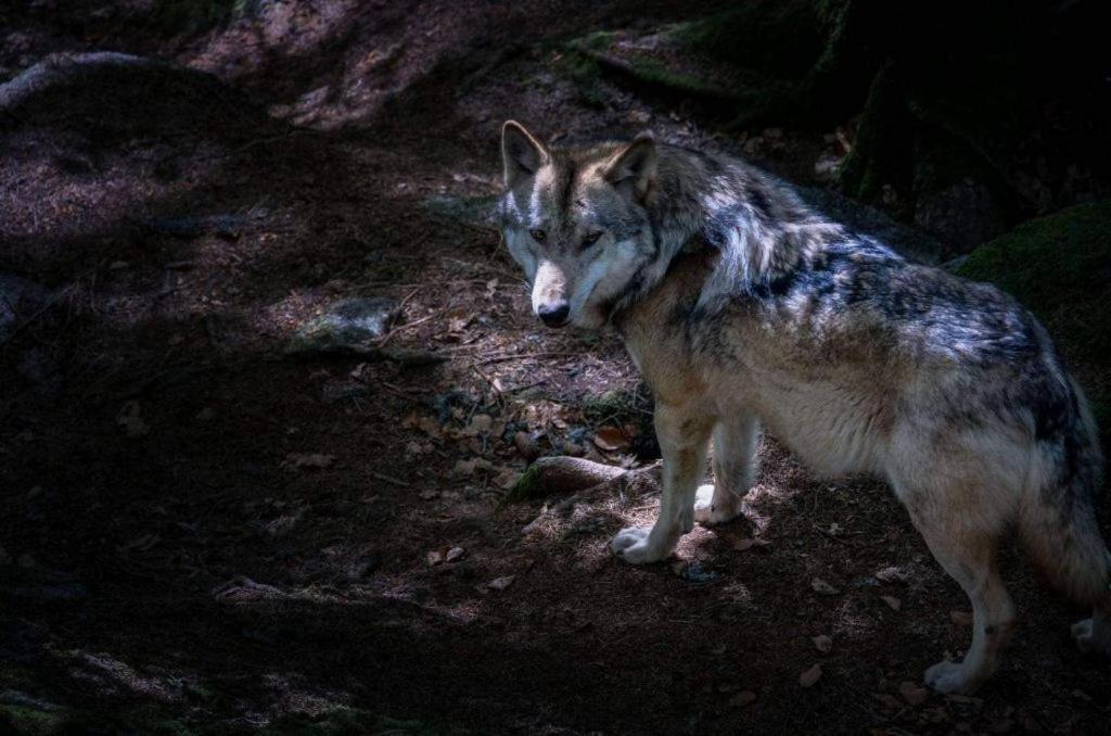 Horská Kvilda - Ubytování U Chvalů Exteriér fotografie