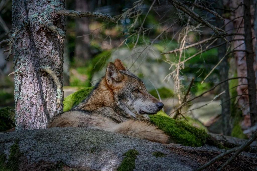 Horská Kvilda - Ubytování U Chvalů Exteriér fotografie