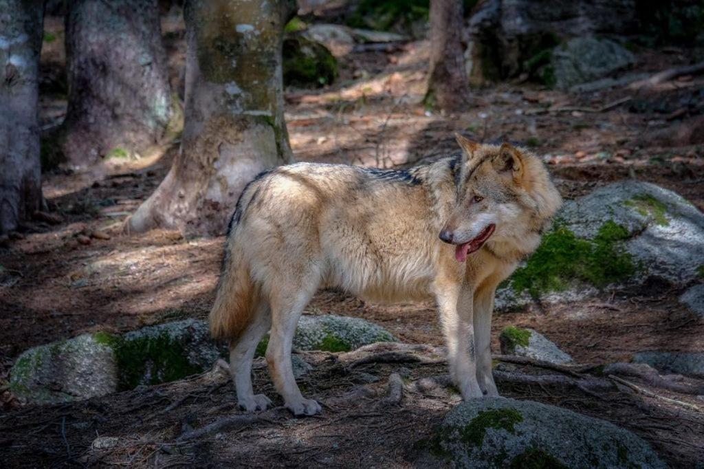 Horská Kvilda - Ubytování U Chvalů Exteriér fotografie